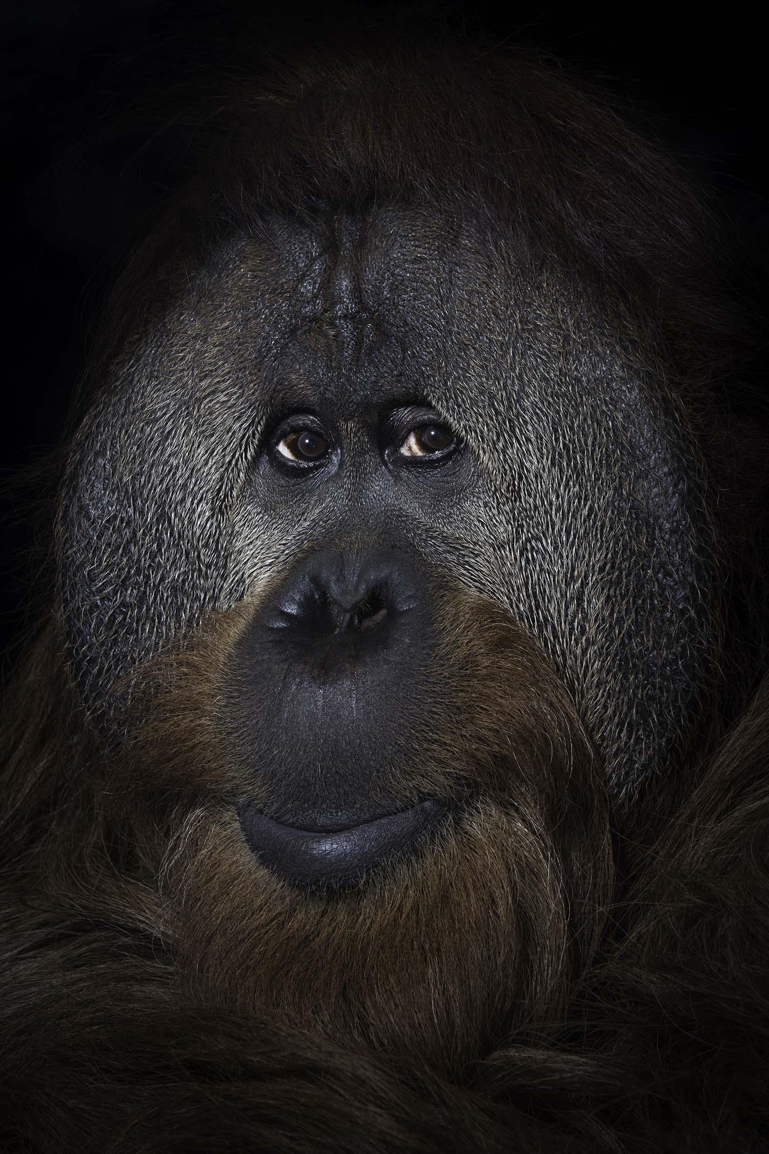 Dreaming ia photographs　 Marku Dreaming ia photographs Marku Henri Rousseau The Dream Le